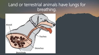 Land or terrestrial animals have lungs for
breathing.
 