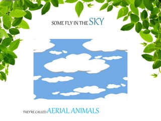 SOME FLY IN THE SKY
THEY’RE CALLED AERIAL ANIMALS
 