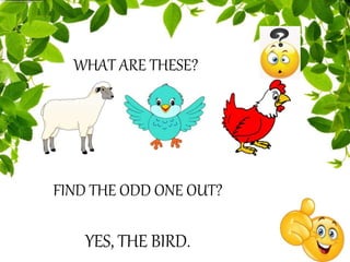 WHAT ARE THESE?
YES, THE BIRD.
FIND THE ODD ONE OUT?
 