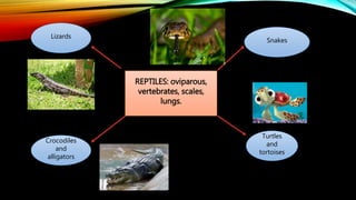 REPTILES: oviparous,
vertebrates, scales,
lungs.
Lizards
Turtles
and
tortoises
Snakes
Crocodiles
and
alligators
 