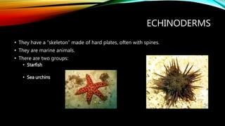 ECHINODERMS
• They have a “skeleton” made of hard plates, often with spines.
• They are marine animals.
• There are two groups:
• Starfish
• Sea urchins
 
