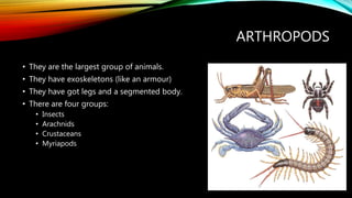 ARTHROPODS
• They are the largest group of animals.
• They have exoskeletons (like an armour)
• They have got legs and a segmented body.
• There are four groups:
• Insects
• Arachnids
• Crustaceans
• Myriapods
 