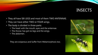 INSECTS
• They all have SIX LEGS and most of them TWO ANTENNAE.
• They can have either TWO or FOUR wings.
• The body is divided in three parts:
• The head: with the mouth, eyes and the antennae.
• The thorax: has got six legs and the wings.
• The abdomen.
They are oviparous and Suffer from Metamorphosis too.
 