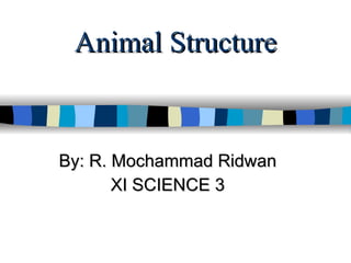 Animal Structure By: R. Mochammad Ridwan XI SCIENCE 3 