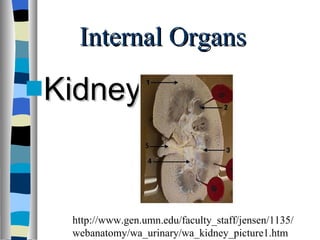 Internal Organs Kidneys http://www.gen.umn.edu/faculty_staff/jensen/1135/webanatomy/wa_urinary/wa_kidney_picture1.htm 