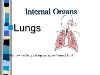 Internal Organs Lungs  http://www.lung.ca/copd/anatomy/normal.html                                     