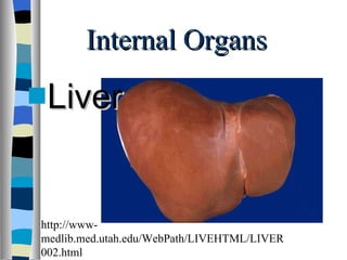 Internal Organs Liver http://www-medlib.med.utah.edu/WebPath/LIVEHTML/LIVER002.html 
