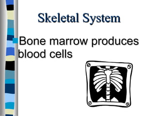 Skeletal System Bone marrow produces blood cells 