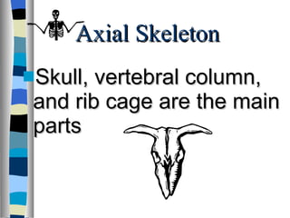 Axial Skeleton Skull, vertebral column, and rib cage are the main parts 