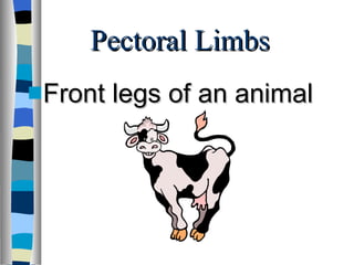 Pectoral Limbs Front legs of an animal 