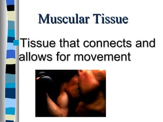 Muscular Tissue Tissue that connects and allows for movement 