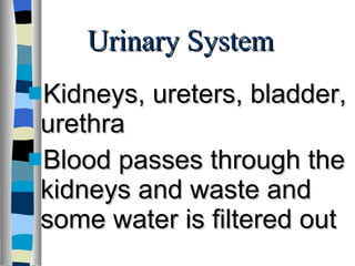 Urinary System Kidneys, ureters, bladder, urethra Blood passes through the kidneys and waste and some water is filtered out 
