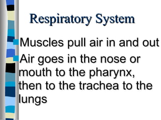 Respiratory System Muscles pull air in and out Air goes in the nose or mouth to the pharynx, then to the trachea to the lungs 