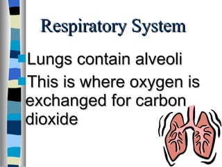 Respiratory System Lungs contain alveoli  This is where oxygen is exchanged for carbon dioxide 