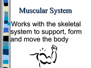 Muscular System  Works with the skeletal system to support, form and move the body 