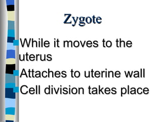 Zygote While it moves to the uterus Attaches to uterine wall Cell division takes place 