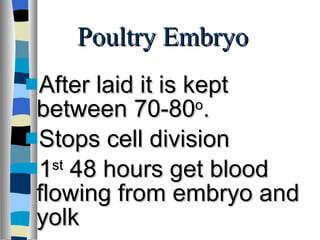 Poultry Embryo After laid it is kept between 70-80 o . Stops cell division 1 st  48 hours get blood flowing from embryo and yolk 