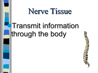 Nerve Tissue Transmit information through the body 