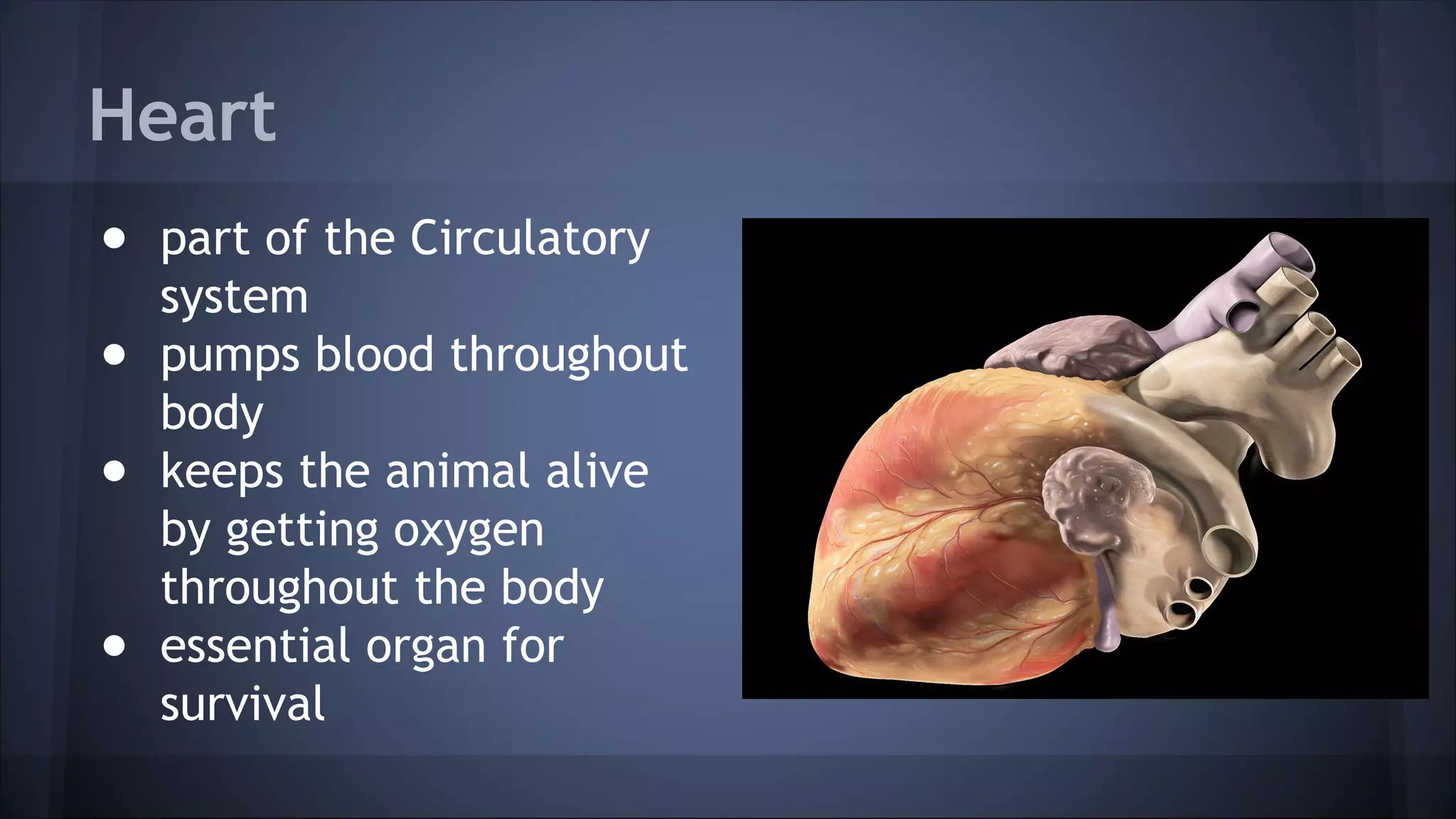 Heart
● part of the Circulatory
system
● pumps blood throughout
body
● keeps the animal alive
by getting oxygen
throughout the body
● essential organ for
survival
 