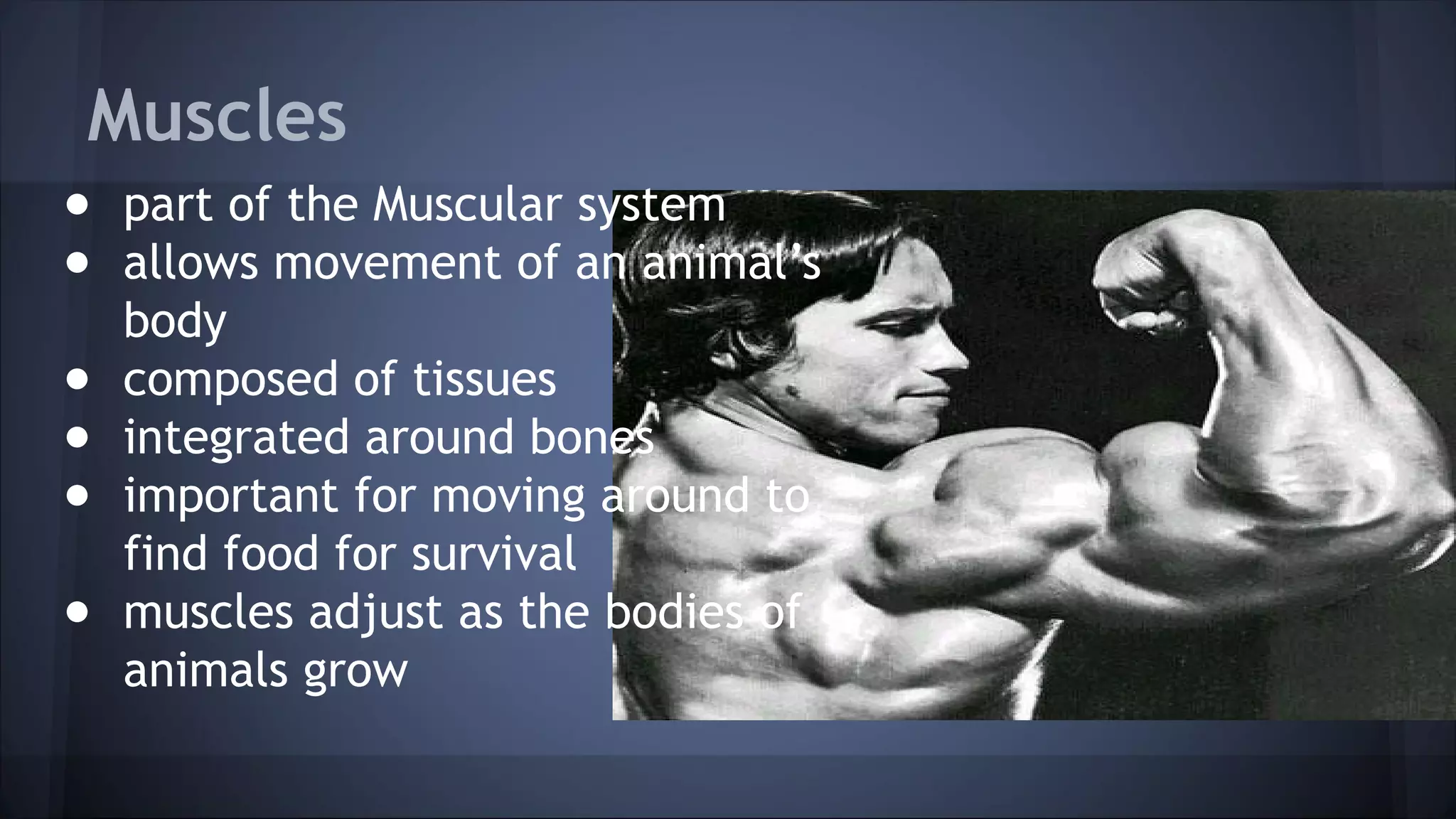 Muscles
● part of the Muscular system
● allows movement of an animal’s
body
● composed of tissues
● integrated around bones
● important for moving around to
find food for survival
● muscles adjust as the bodies of
animals grow
 