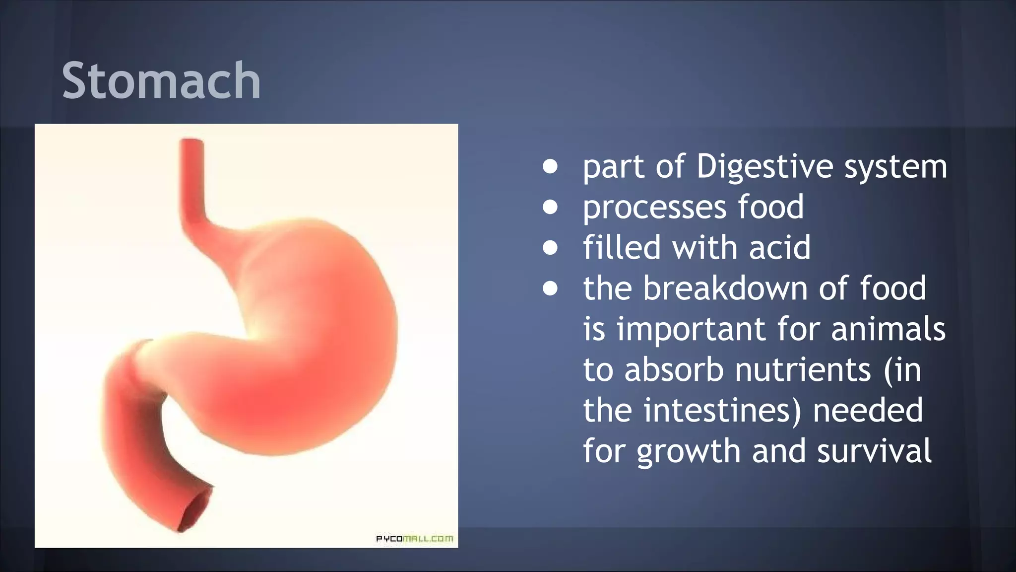 Stomach
● part of Digestive system
● processes food
● filled with acid
● the breakdown of food
is important for animals
to absorb nutrients (in
the intestines) needed
for growth and survival
 
