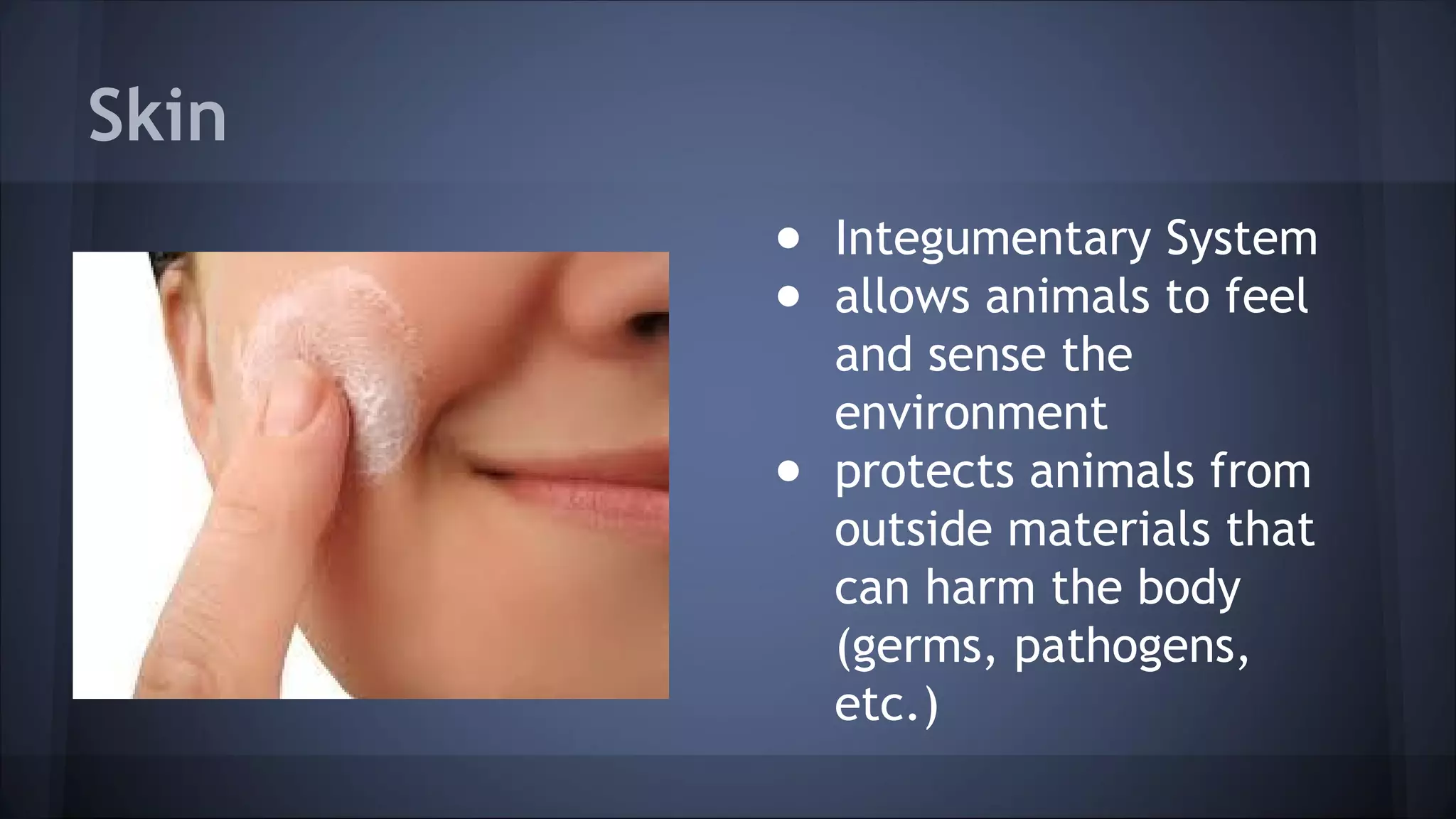 Skin
● Integumentary System
● allows animals to feel
and sense the
environment
● protects animals from
outside materials that
can harm the body
(germs, pathogens,
etc.)
 