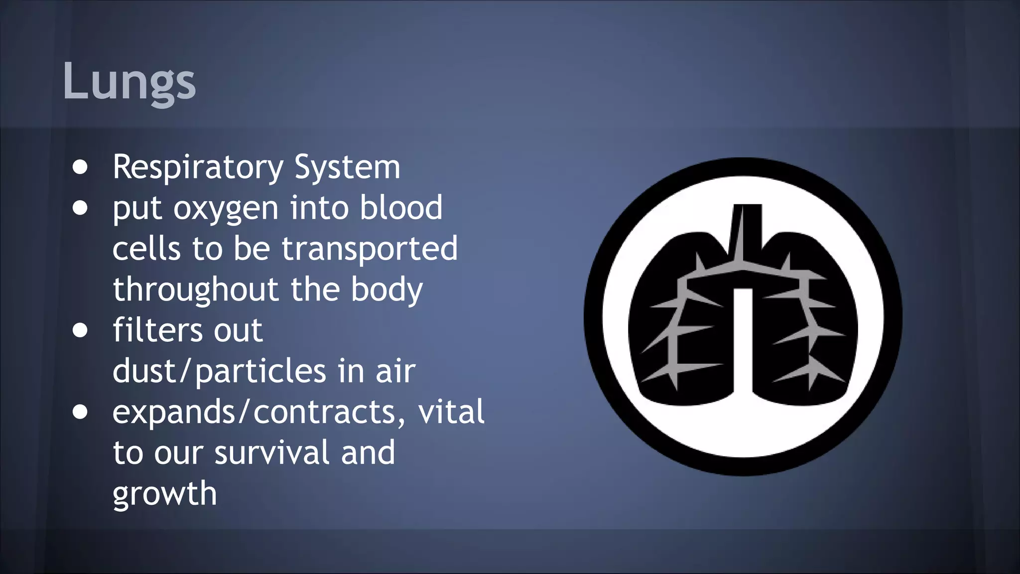 Lungs
● Respiratory System
● put oxygen into blood
cells to be transported
throughout the body
● filters out
dust/particles in air
● expands/contracts, vital
to our survival and
growth
 