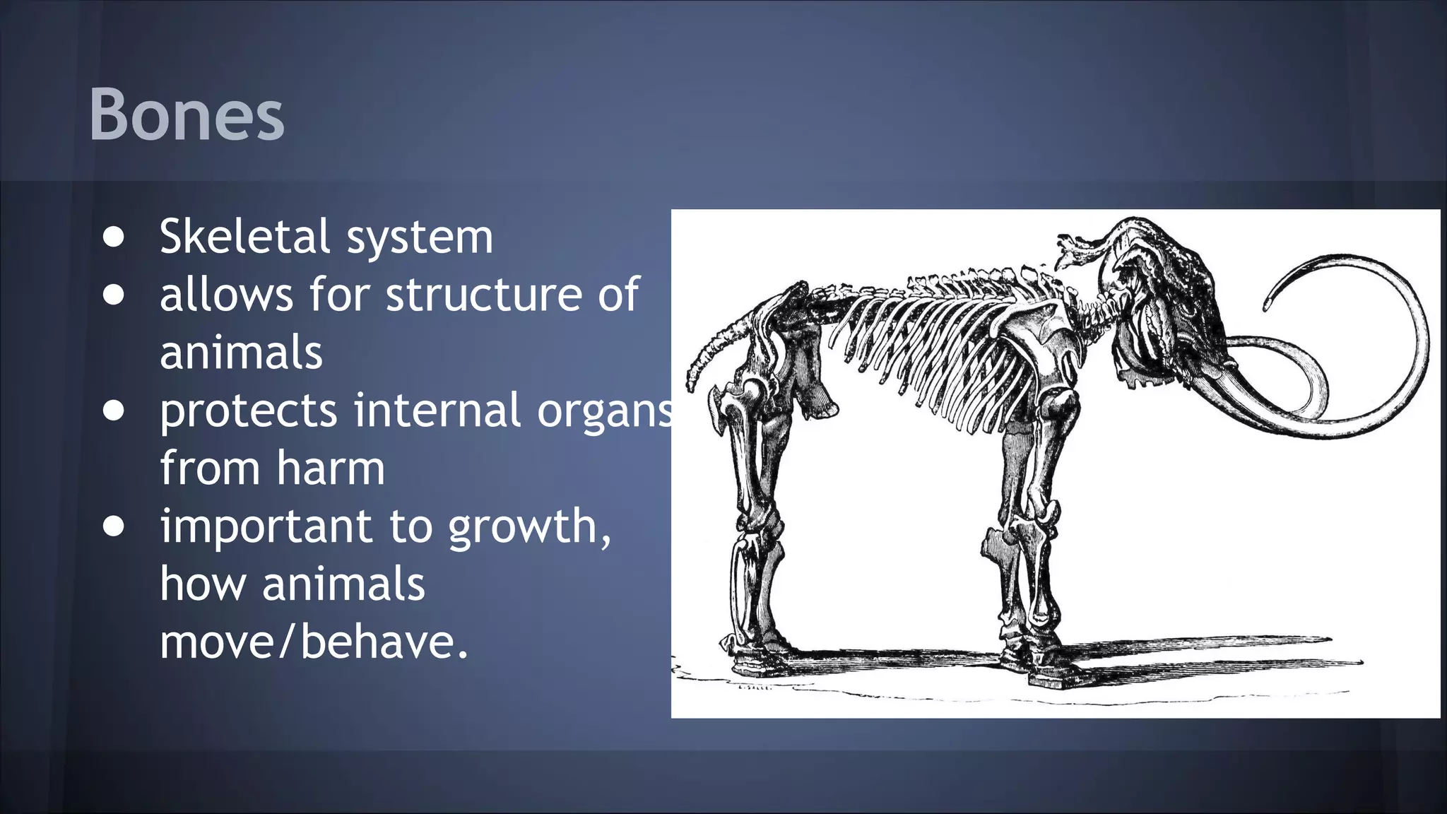 Bones
● Skeletal system
● allows for structure of
animals
● protects internal organs
from harm
● important to growth,
how animals
move/behave.
 