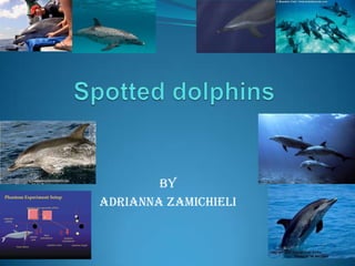    Spotted dolphins By  By Adrianna Zamichieli 