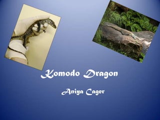 Komodo Dragon Aniya Cager 