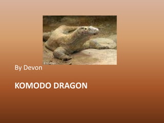 Komodo Dragon By Devon 