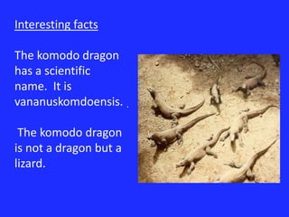 Interesting factsThe komodo dragon has a scientific  name.  It is vananuskomdoensis. The komodo dragon is not a dragon but a lizard.  .