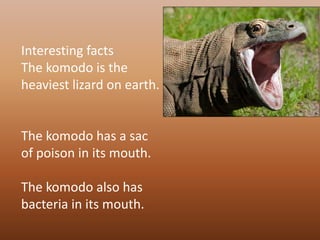 Interesting factsThe komodo is the heaviest lizard on earth. The komodo has a sac of poison in its mouth.The komodo also has bacteria in its mouth.
