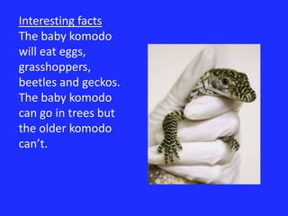 Interesting factsThe baby komodo will eat eggs, grasshoppers, beetles and geckos.The baby komodo can go in trees but the older komodo can’t.