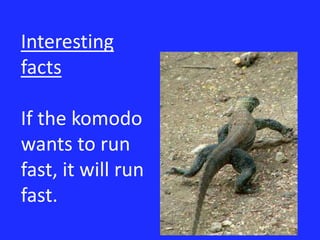 Interesting factsIf the komodo wants to run fast, it will run fast.