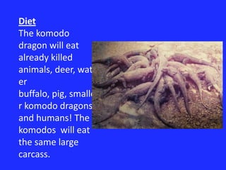 DietThe komodo dragon will eat already killed animals, deer, water buffalo, pig, smaller komodo dragons and humans! The komodos  will eat the same large carcass.