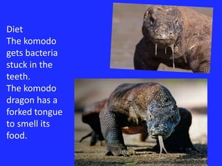 DietThe komodo gets bacteria stuck in the teeth.The komodo dragon has a forked tongue  to smell its food. 