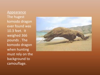 AppearanceThe hugest komodo dragon ever found was  10.3 feet.  It weighed 366 pounds . The komodo dragon when hunting must rely on the background to camouflage.   