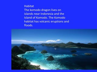 HabitatThe komodo dragon lives on islands near Indonesia and the Island of Komodo. The Komodo habitat has volcanic eruptions and floods.