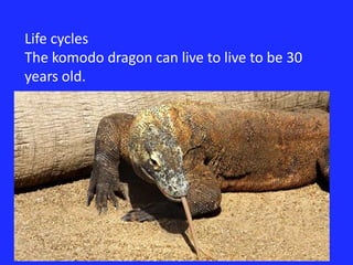 Life cyclesThe komodo dragon can live to live to be 30 years old.