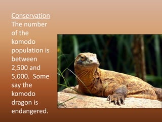 ConservationThe number of the komodo population is between 2,500 and 5,000.  Some say the komodo dragon is endangered.