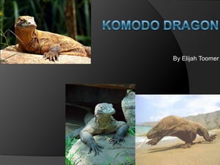 Komodo Dragon 					 By Elijah Toomer 