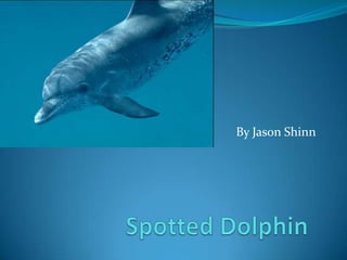 Spotted Dolphin By Jason Shinn 