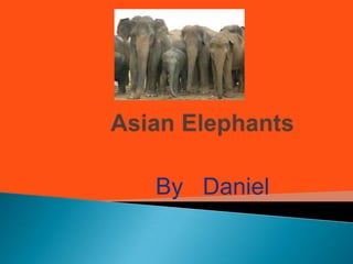 Asian Elephants	 By   Daniel 