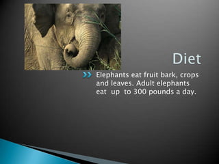 DietElephants eat fruit bark, crops and leaves. Adult elephants  eat  up  to 300 pounds a day.
