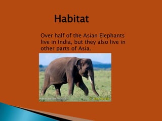 HabitatOver half of the Asian Elephants live in India, but they also live in other parts of Asia.