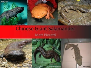 Chinese Giant Salamander Matt Pieretti 
