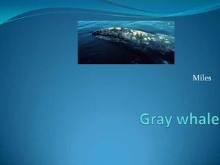 Miles Gray whale 