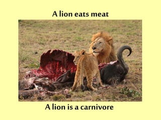 A lion eats meat 
A lion is a carnivore 
 