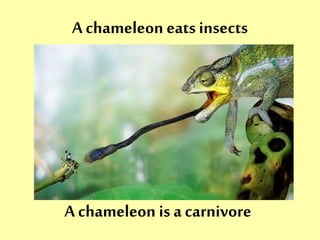 A chameleon eats insects 
A chameleon is a carnivore 
 